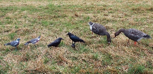 Lockvögel von revieralarm Lockvogel Krähe 71620000