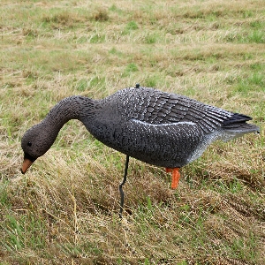 AKAH Lockvögel von revieralarm Lockvogel Saatgans 71682000